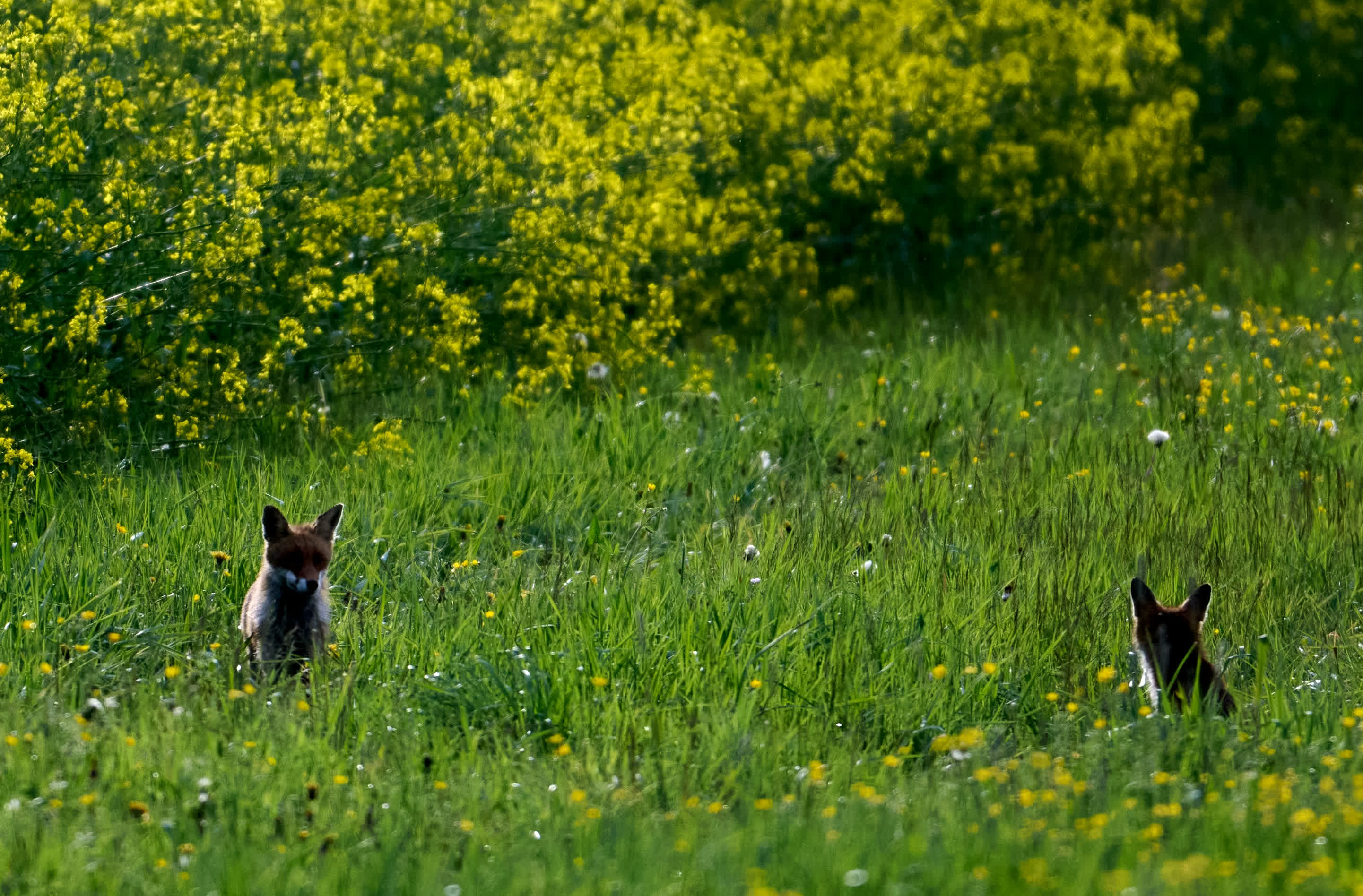Animal tracking made affordable with $7 Bluetooth beacons, thanks to Apple's Find My network